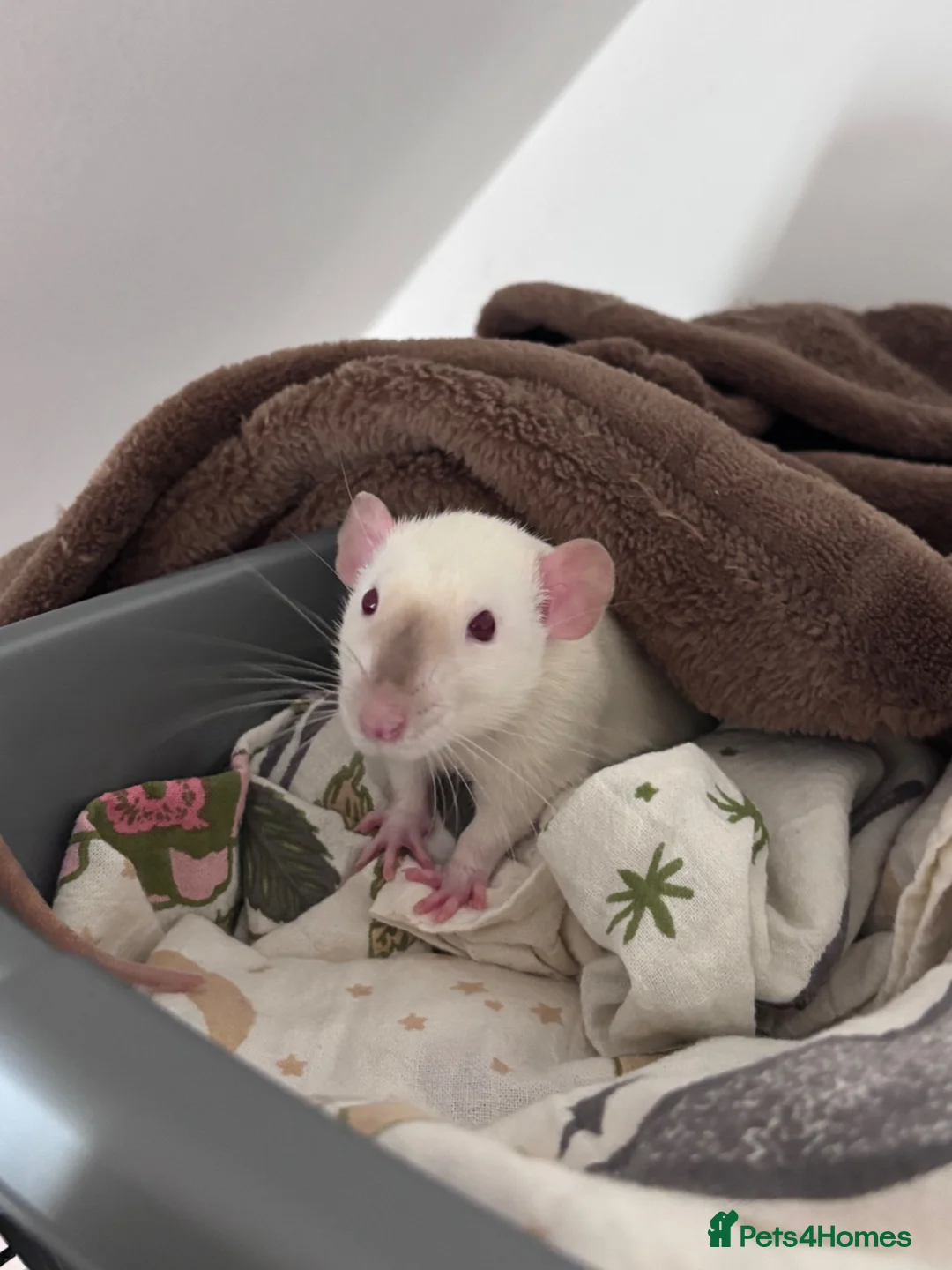 Rat rodents for sale: Two Friendly Male Rats Looking for a Loving Home  in Queenborough - Advert 1