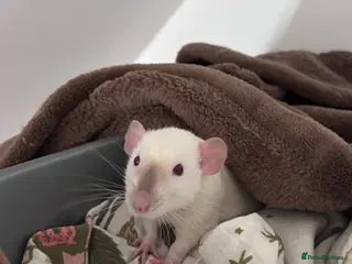 Rat rodents Two Friendly Male Rats Looking for a Loving Home - Advert 17
