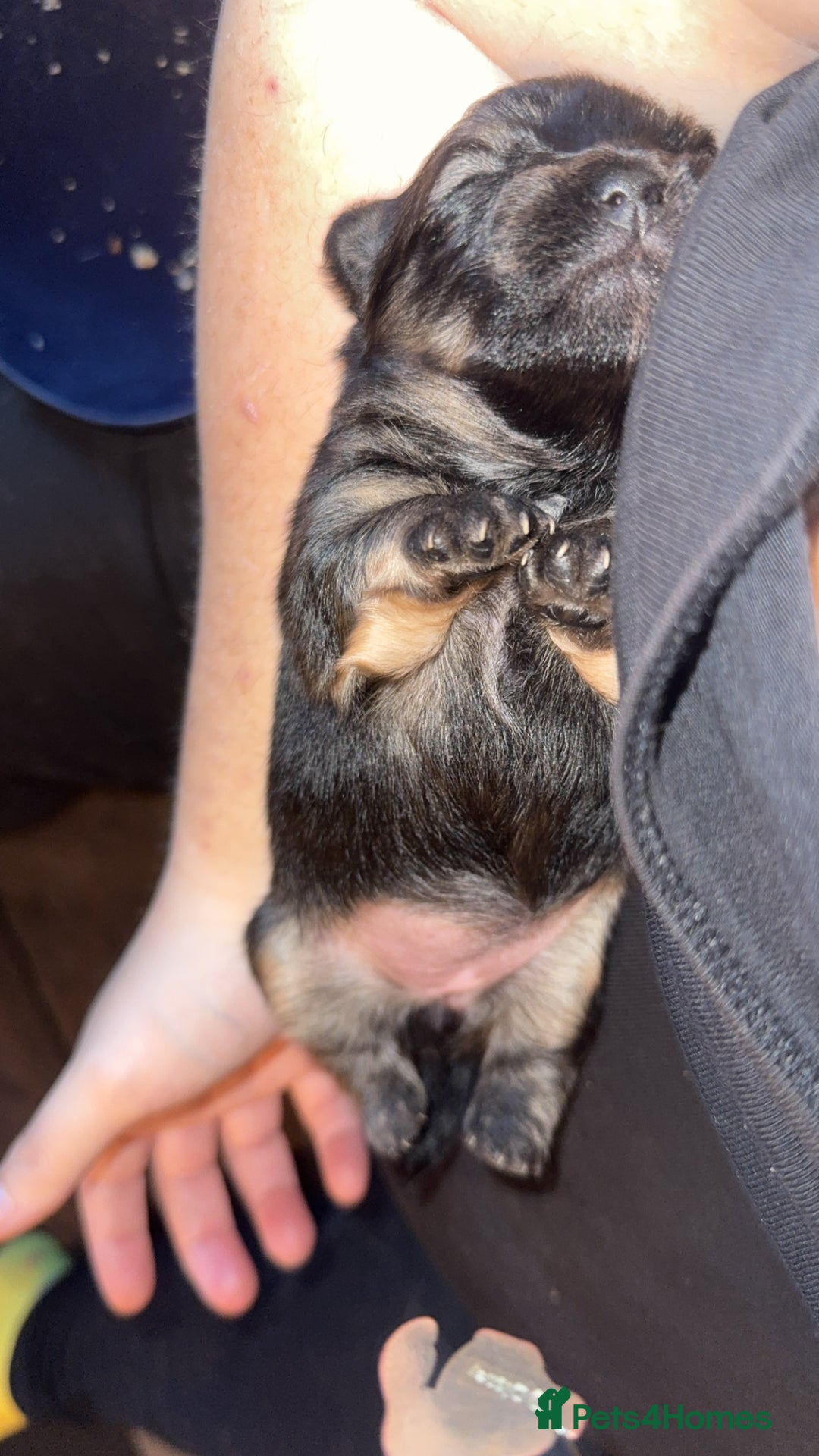 Chug dogs for sale: Beautiful chugs - Image 9