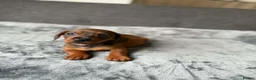 Dachshund dogs for sale: Miniature Dachshund  - Advert 12