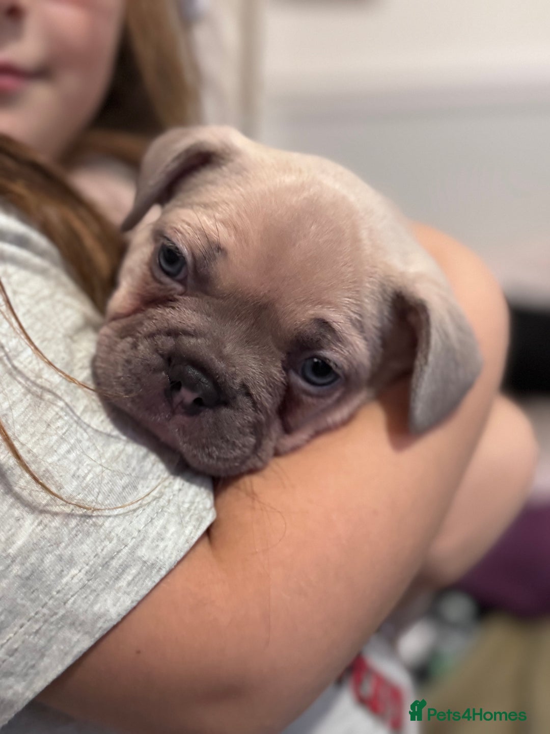 French Bulldog dogs for sale: 2 beautiful Frenchie puppies  - Advert 3