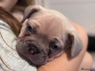 French Bulldog dogs 3 Frenchie puppies 4 sale - Advert 12