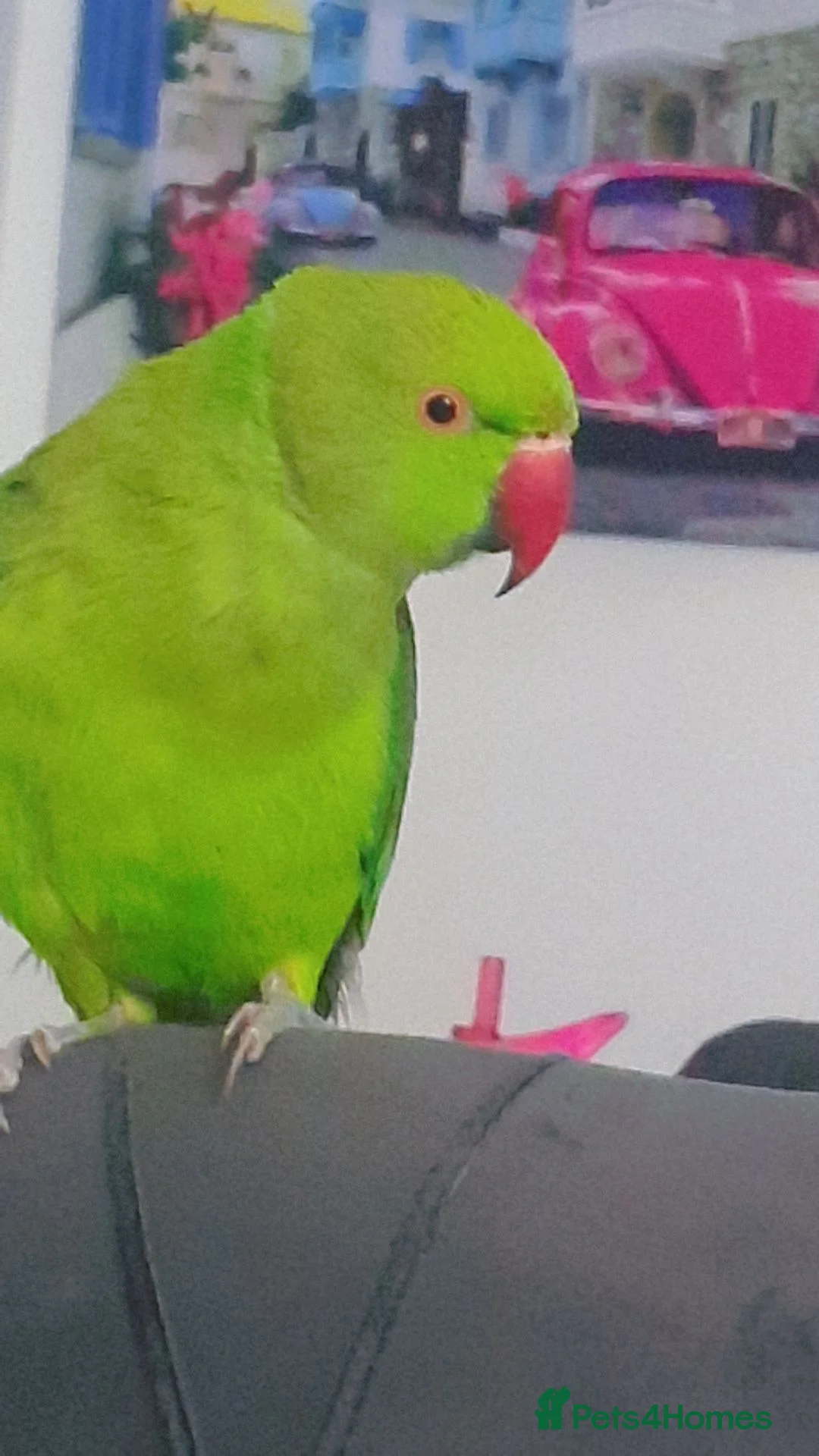 Ringnecks birds for sale: Indian Ringneck Parrot for Sale – Green in Sheffield - Advert 2