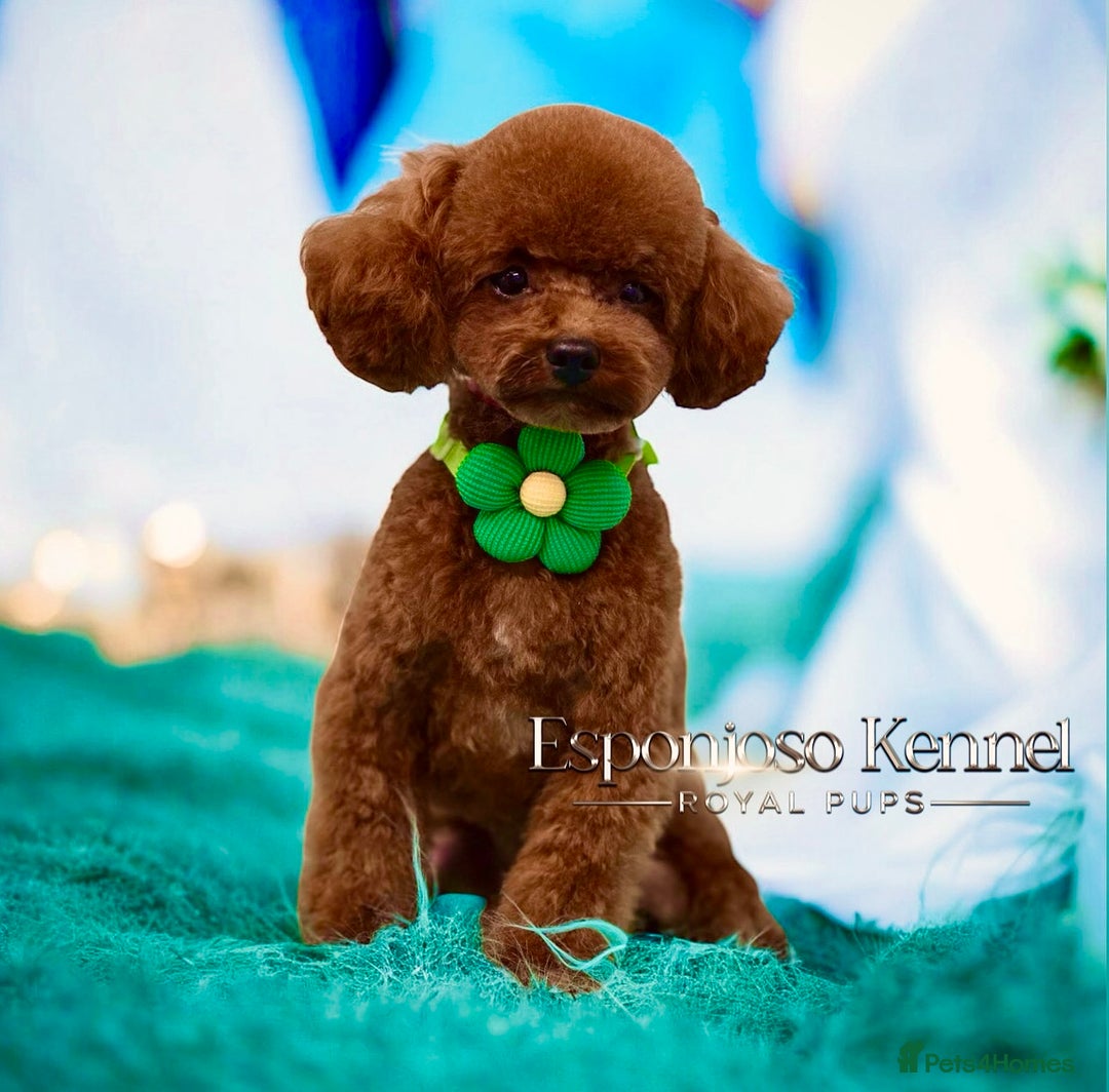 Toy Poodle dogs for stud: 🔥One-in-a-Million Asian ☕️ toy poodle DNA Stud🧸 in Thetford - Image 7