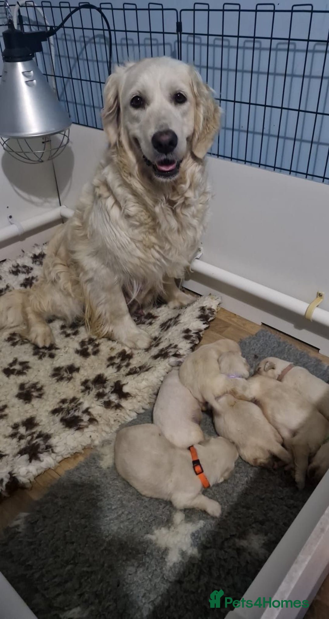 Golden Retriever dogs for sale: KC Registered  boy from 5 Star Breeder  - Image 23