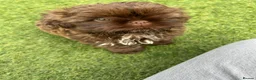 Shih Tzu dogs for sale: Chocolate imperial KC Karashishi/Sweet Tooth boy - Advert 2