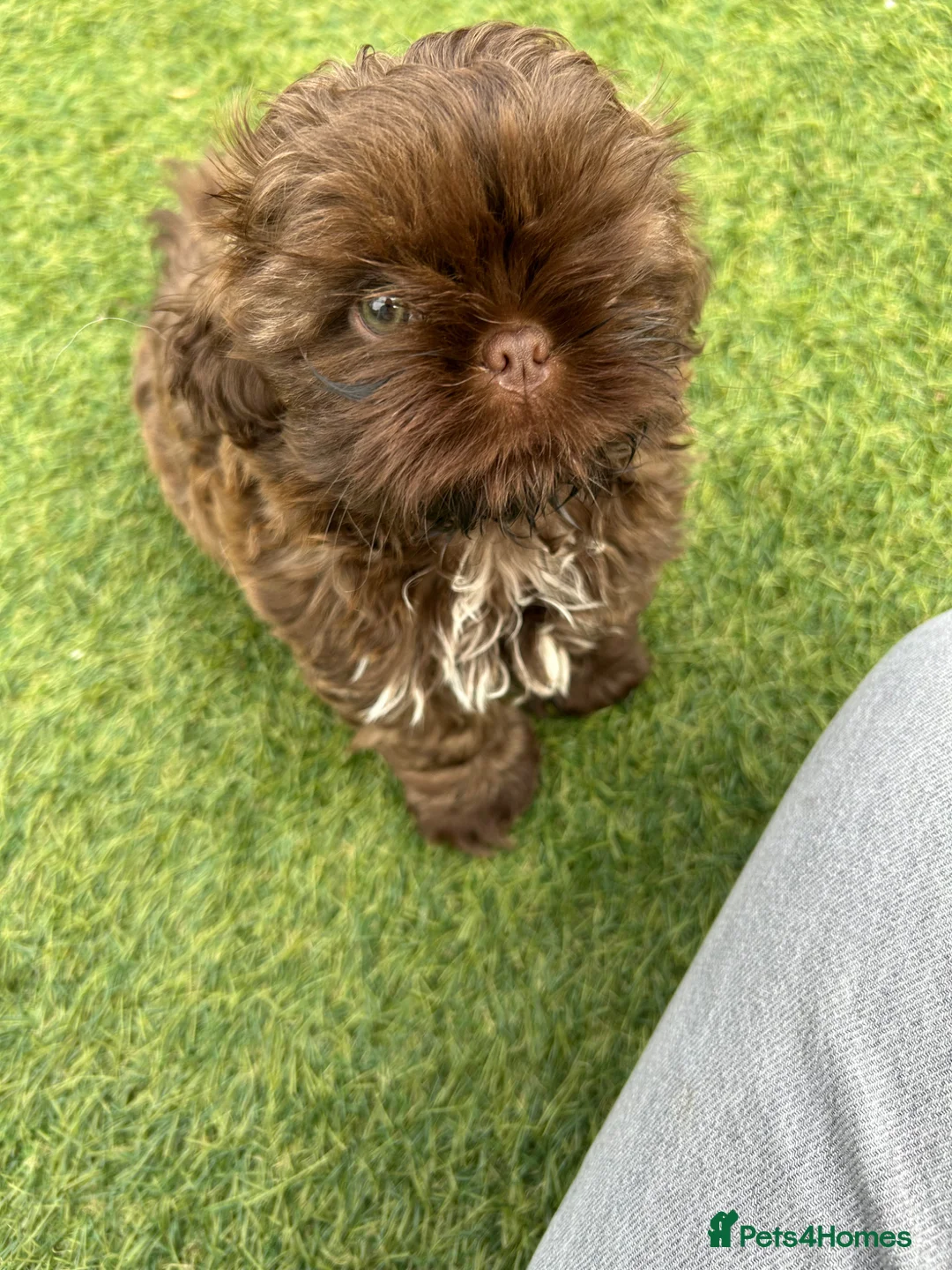 Shih Tzu dogs for sale: Chocolate imperial KC Karashishi/Sweet Tooth boy - Advert 2