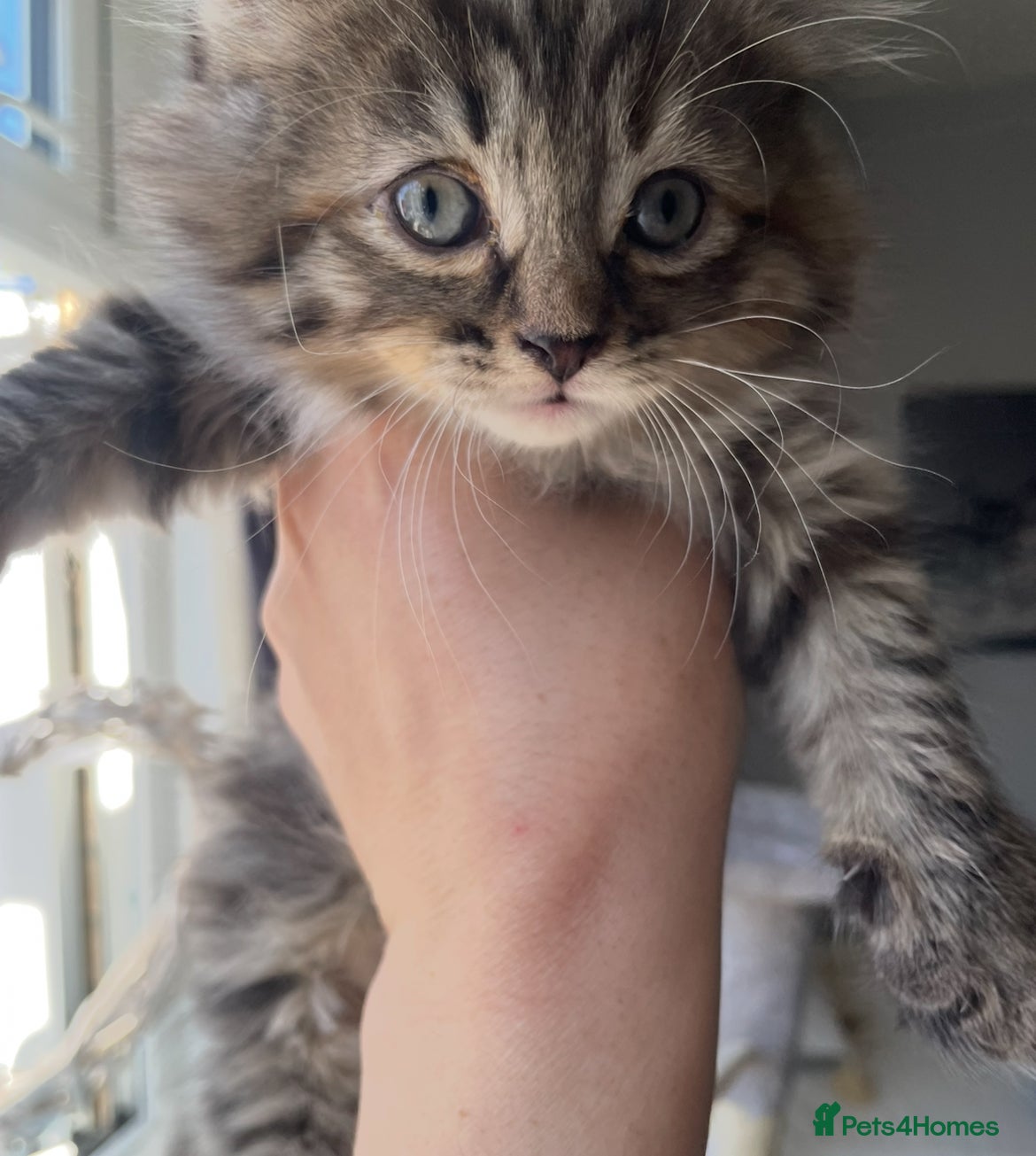 British Shorthair cats 3 tabby kittens 1 Calico kitten - Advert 1