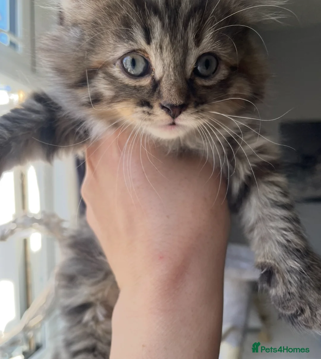 British Shorthair cats for sale: 3 tabby kittens 1 Calico kitten - Advert 1