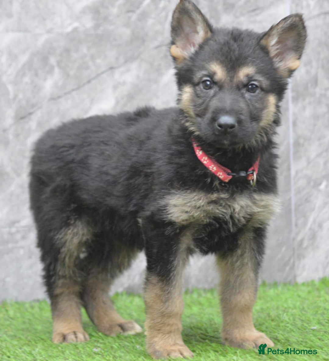 German Shepherd dogs for sale: KC Registered Working Line German Shepherd Puppies - Advert 12