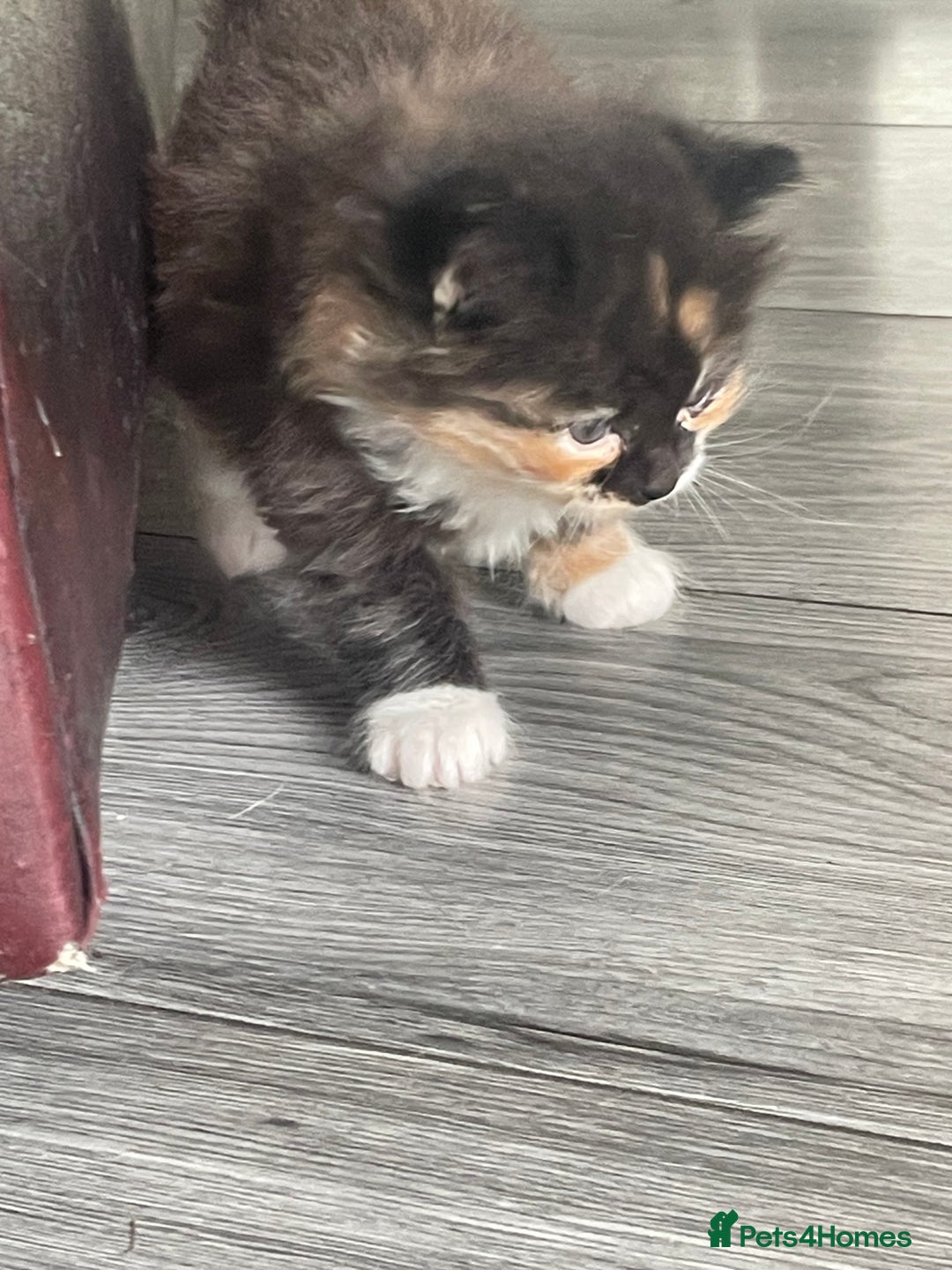 Mixed Breed cats for sale: Beautiful kittens  - Image 7