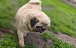 Pug dogs for adoption: 💖🐶 PEPPA 🐶💖 - Image 6