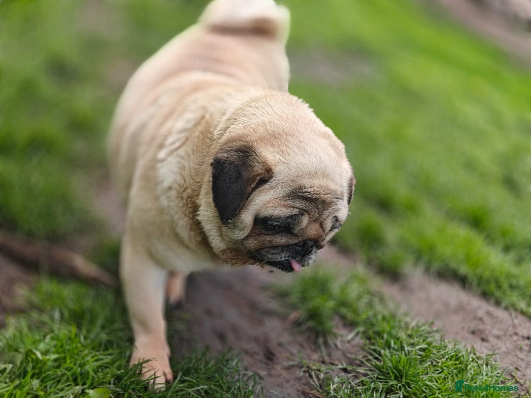 Pug dogs for adoption: 💖🐶 PEPPA 🐶💖 - Image 6
