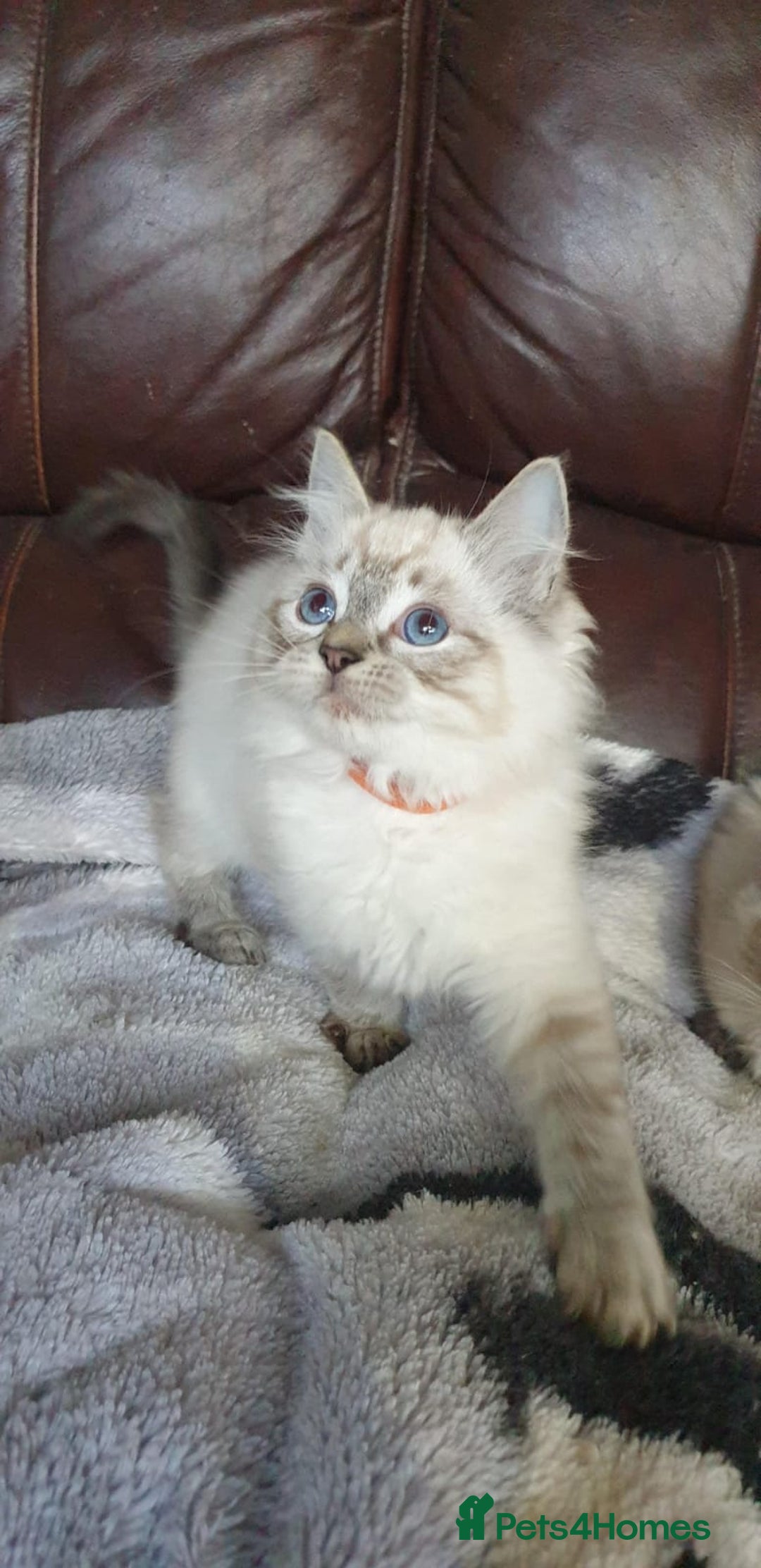 Ragdoll cats for sale: Beautiful GCCF Registered Ragdoll Kittens. - Image 18