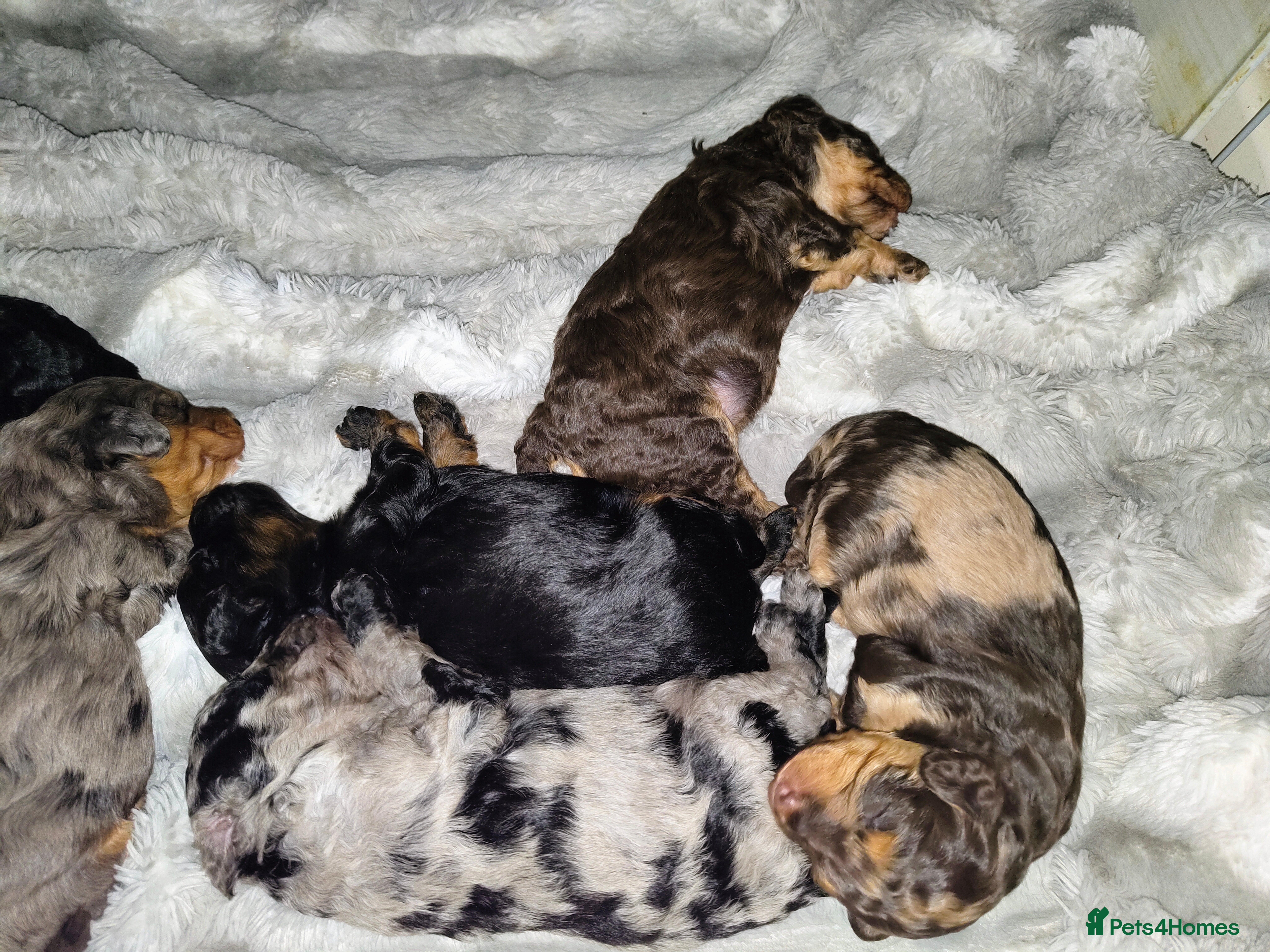 Cockapoo dogs Beautiful F1b toy cockapoos - Advert 12