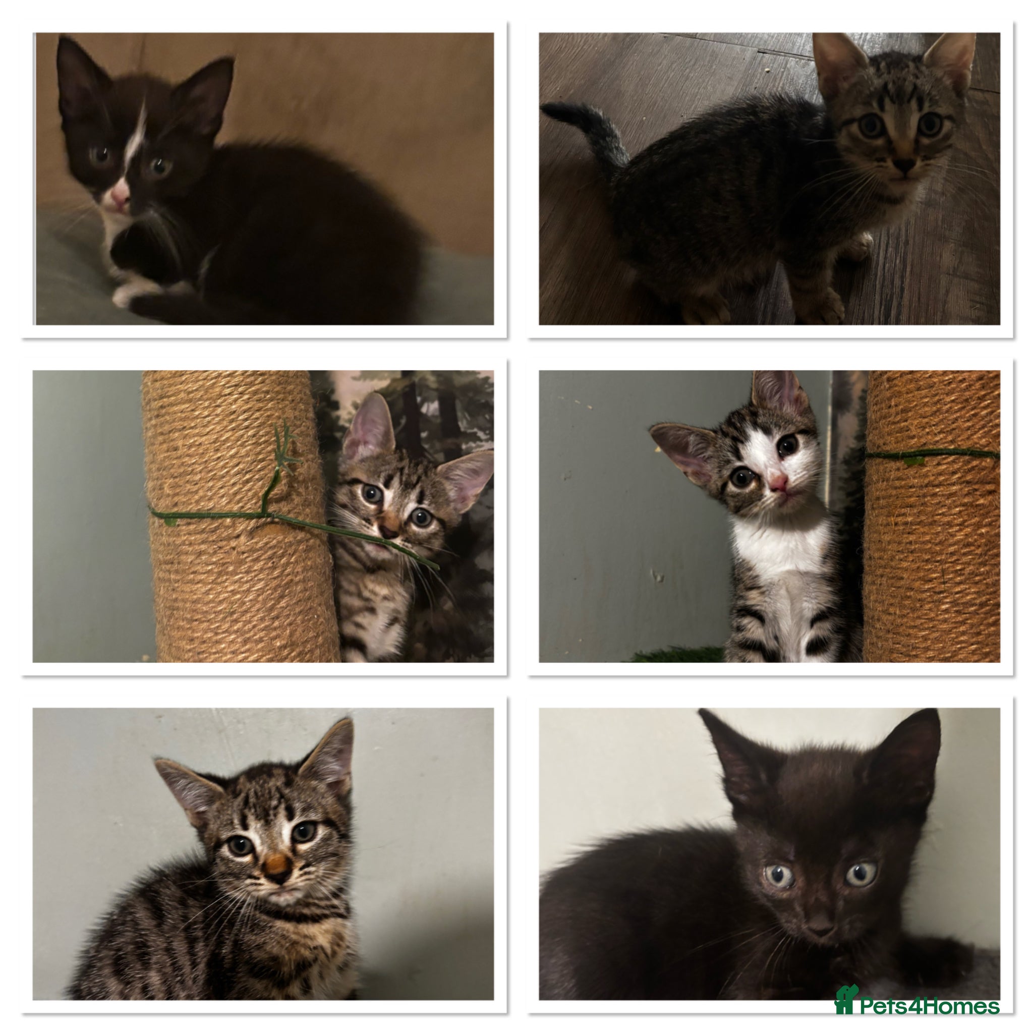 Mixed Breed cats ALL Kittens need a home ASAP - Advert 6