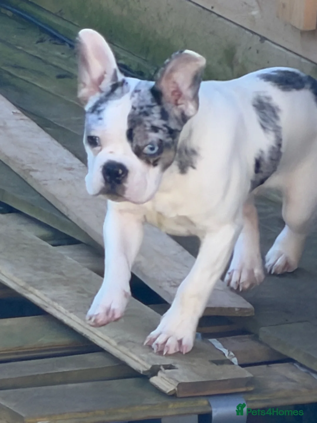 French Bulldog dogs for sale: Beautiful male merle frenchie 6 months old  - Advert 1