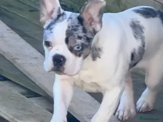French Bulldog dogs Beautiful male merle frenchie 6 months old - Advert 11