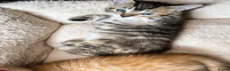 Mixed Breed cats for sale: Beautiful kittens looking for new homes in Basingstoke - Advert 17