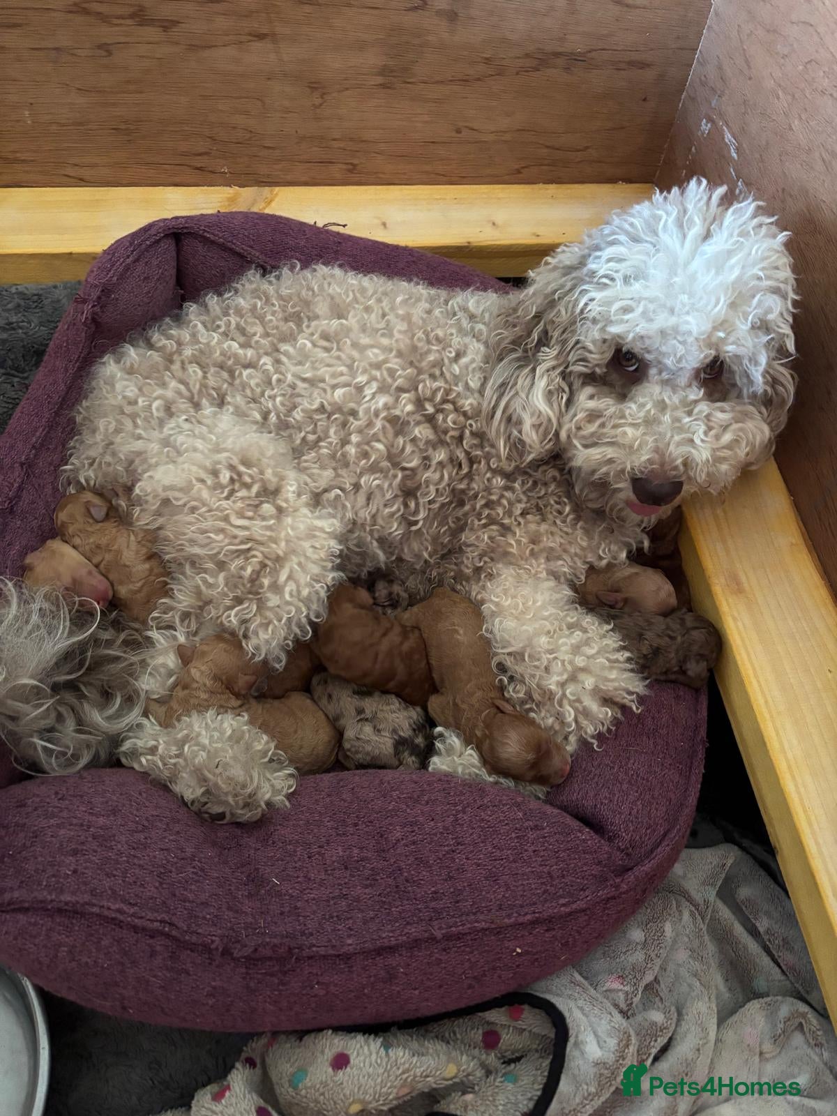 Mixed Breed dogs for sale: Moyen/Miniature Poodle in Gorebridge - Advert 16