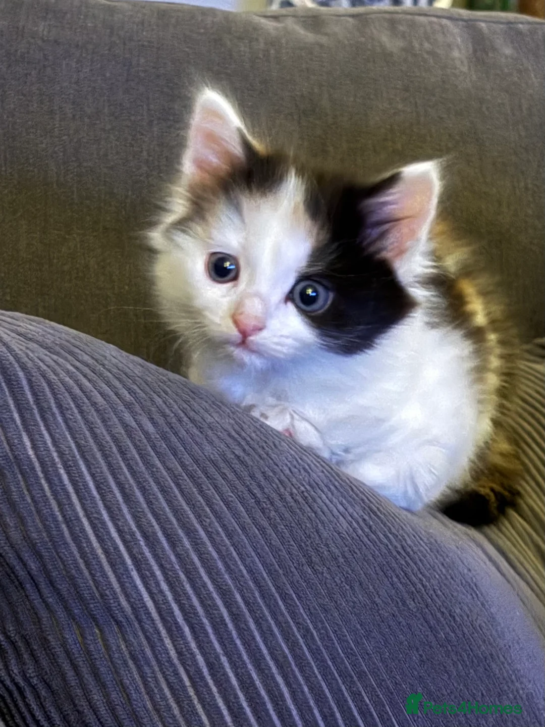 Mixed Breed cats for sale: Adorable kittens ready now - Advert 2