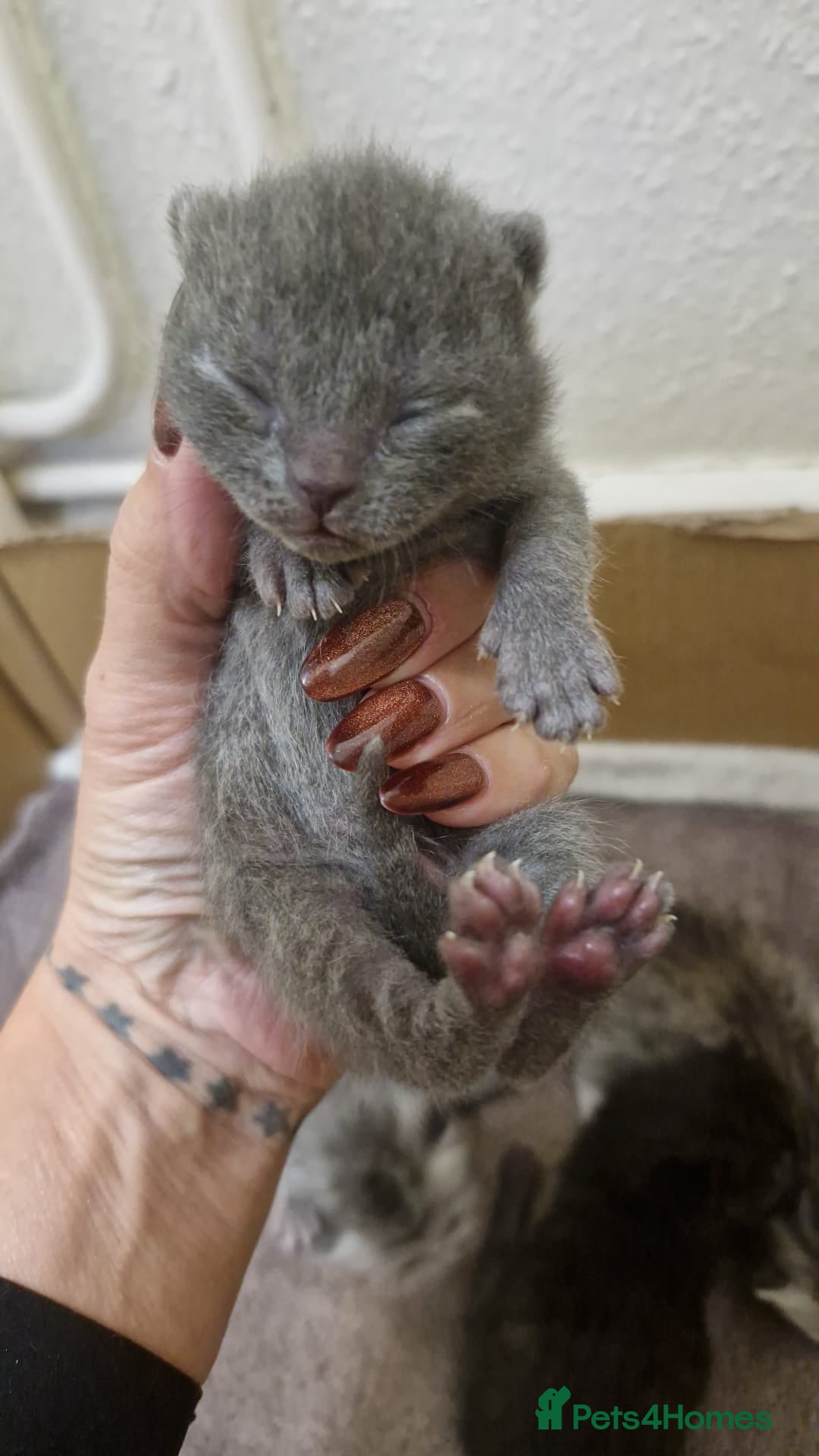 British Shorthair cats for sale: Half british shorthair kittens  - Advert 1