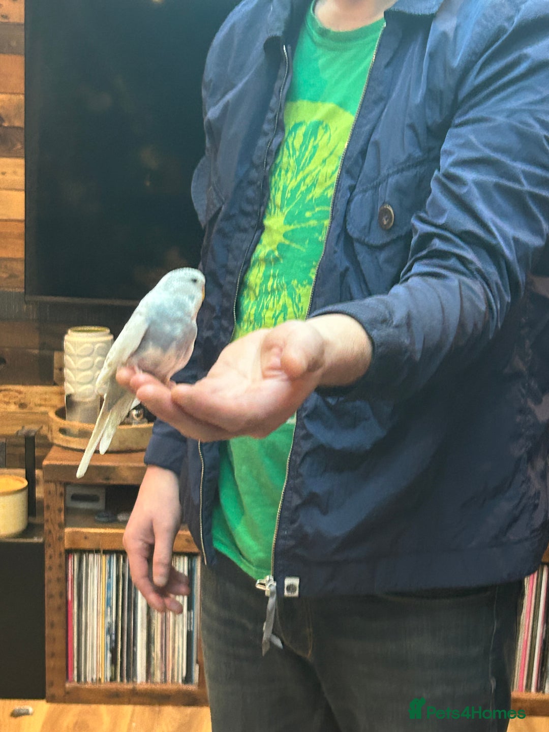 Budgerigars birds for sale: Marley the budgie - Advert 6