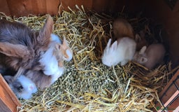 Lionhead rabbits for sale: Gorgeous Baby Lionhead Bunnies - Image 12