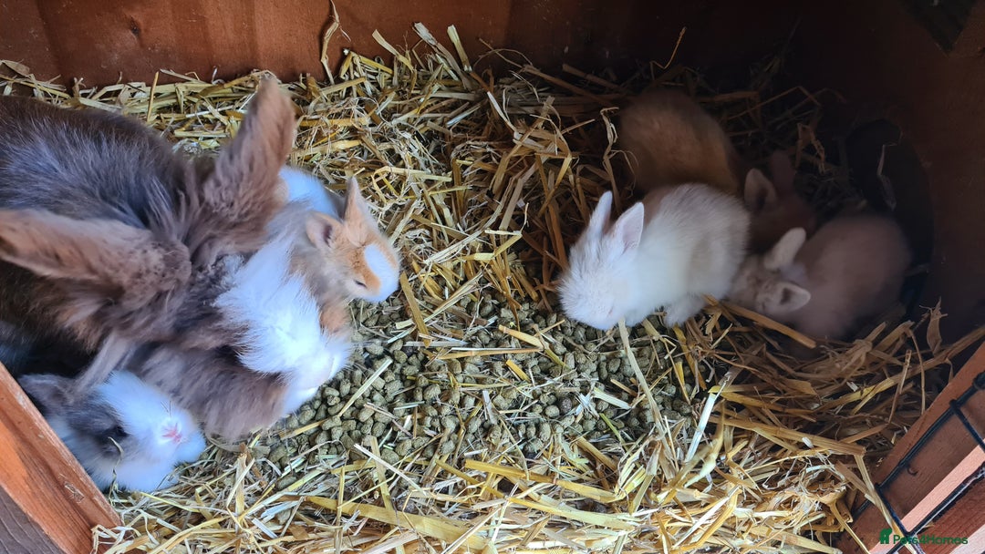 Lionhead rabbits for sale: Gorgeous Baby Lionhead Bunnies - Image 12