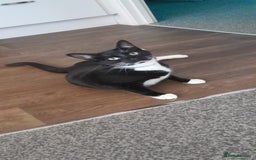 Domestic Shorthair cats for sale: 4 beautiful ladies needing new homes - Image 6