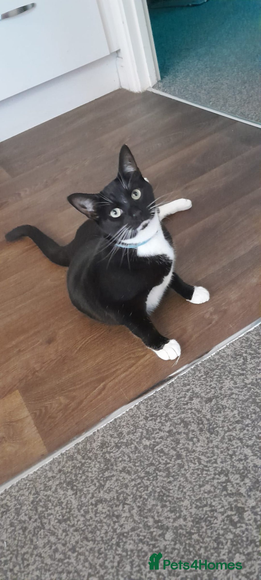 Domestic Shorthair cats for sale: 4 beautiful ladies needing new homes - Image 6