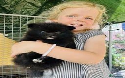 Pomeranian dogs for sale: Perfect poms - Image 7