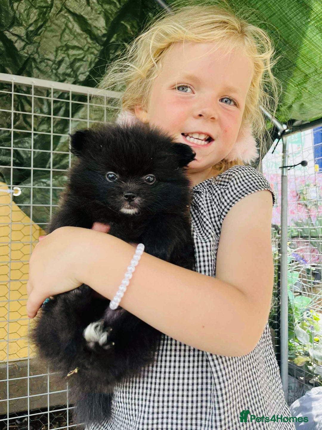 Pomeranian dogs for sale: Perfect poms - Image 7