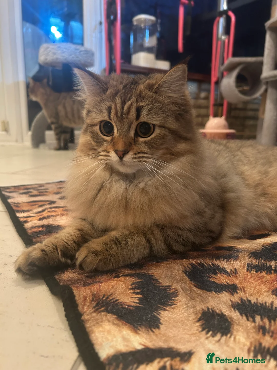 Bengal cats for sale: Bengal x Persian kitten for sale 8 months old  - Advert 1