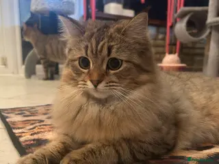 Bengal cats Bengal x Persian kitten for sale 8 months old - Advert 1