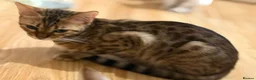 Bengal cats for sale: 2 F Pedigree Bengal cats urgent moving  - Advert 3