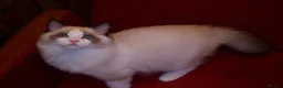 Ragdoll cats for sale: TICA championship Ragdoll Kittens  - Advert 8