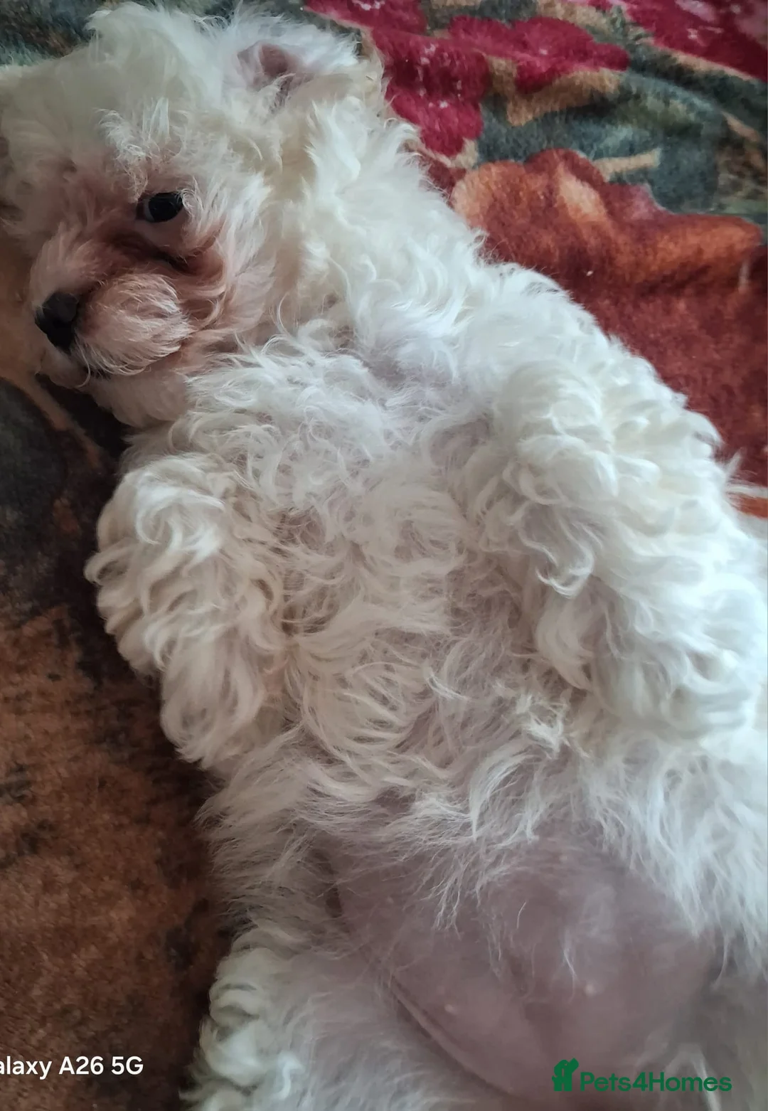 Bichon Frise dogs for sale: Bichon for sale - Advert 2
