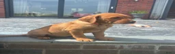 Labrador Retriever dogs for sale: Stunning litter of Fox red puppies  - Advert 9