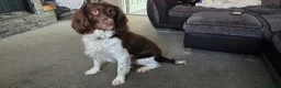 English Springer Spaniel dogs for stud: Enhanced pedigree English Springer Spaniel  in Sittingbourne - Advert 6