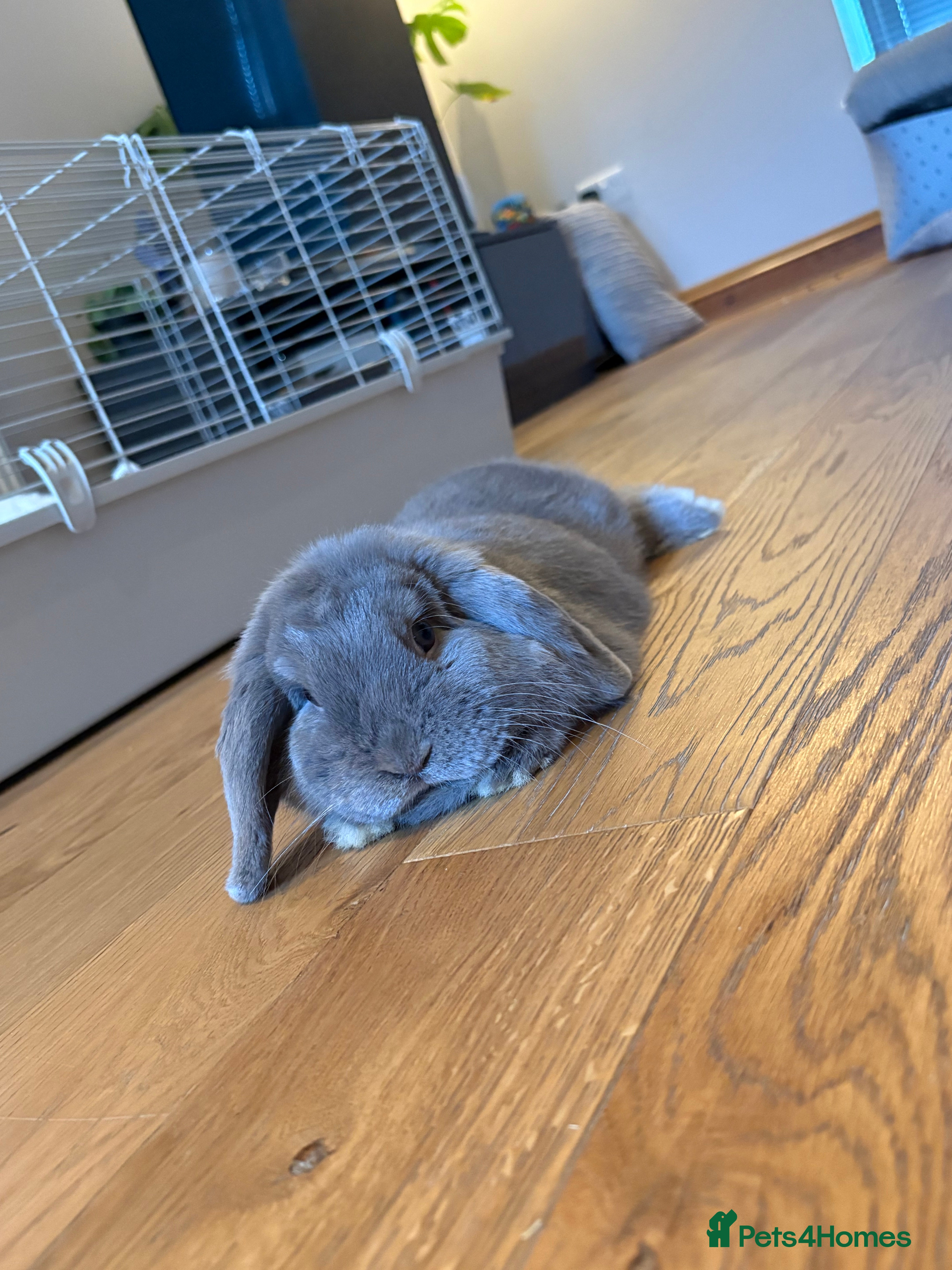 Mini Lop rabbits Mini lop  - Advert 1