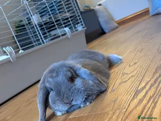 Mini Lop rabbits Mini lop - Advert 1