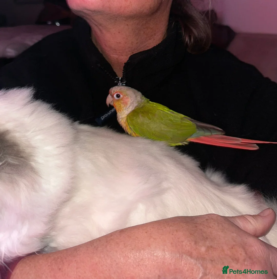 Conures birds for sale: Green cheek conure 11months for sale £500  - Advert 5