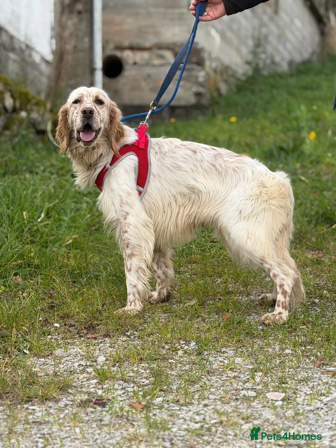 English Setter dogs for adoption: Oleo  - Advert 7