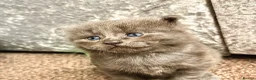 Domestic Shorthair cats for sale: Beautiful kittens nearly ready for a new home - Advert 12