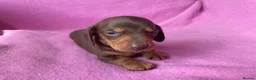 Miniature Dachshund dogs for sale: Quality Miniature Dachshund Puppies - Advert 14