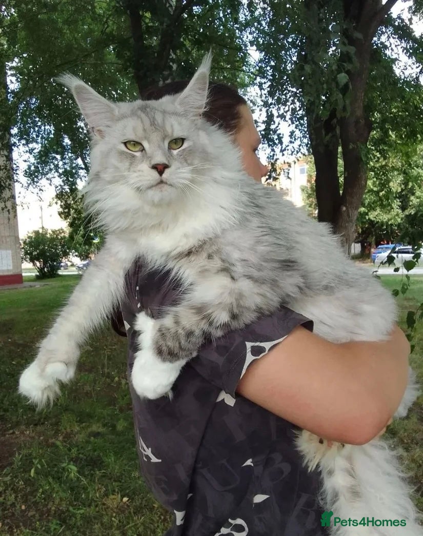 Maine Coon cats Stud- Polydactyl Maine Coon  - Advert 5