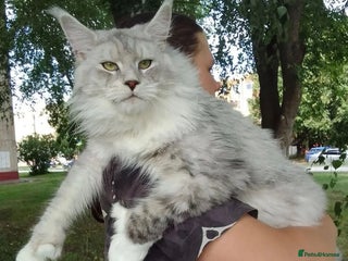 Maine Coon cats for stud: Stud- Polydactyl Maine Coon - Advert 1