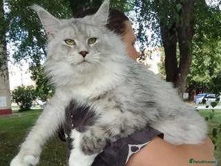 Maine Coon cats Stud- Polydactyl Maine Coon - Advert 12