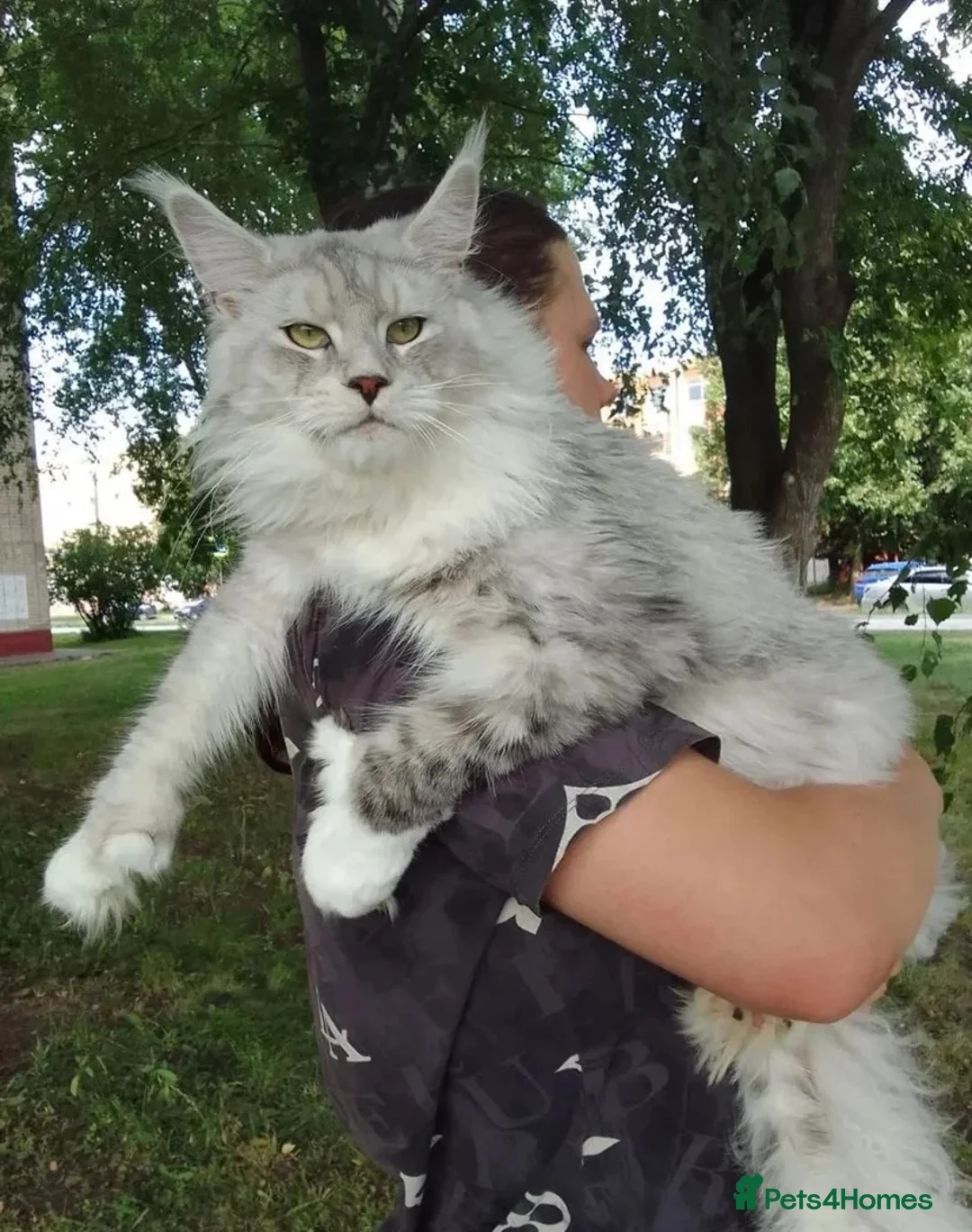 Maine Coon cats for stud: Stud- Polydactyl Maine Coon  - Advert 1